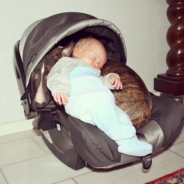 Post 7 by Bull Terrier Plus on Instagram (image)