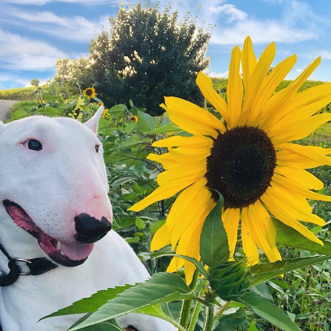 Post 4 by Bull Terrier Plus on Instagram (image)