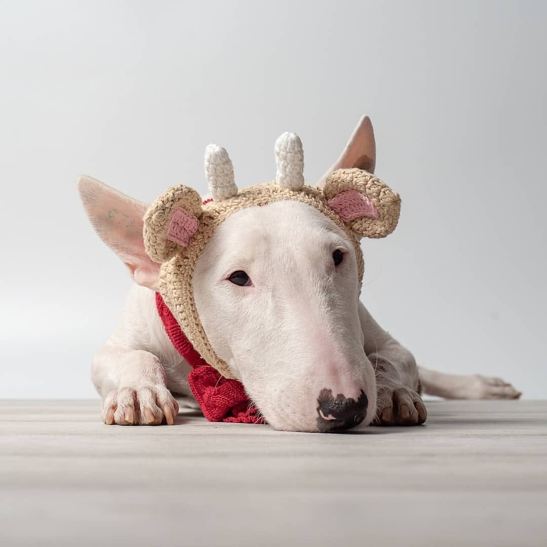 Post 3 by Bull Terrier Plus on Instagram (image)