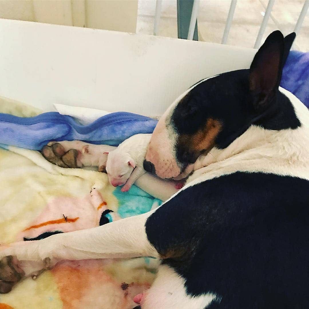 Post 6 by Bull Terrier Plus on Instagram (image)