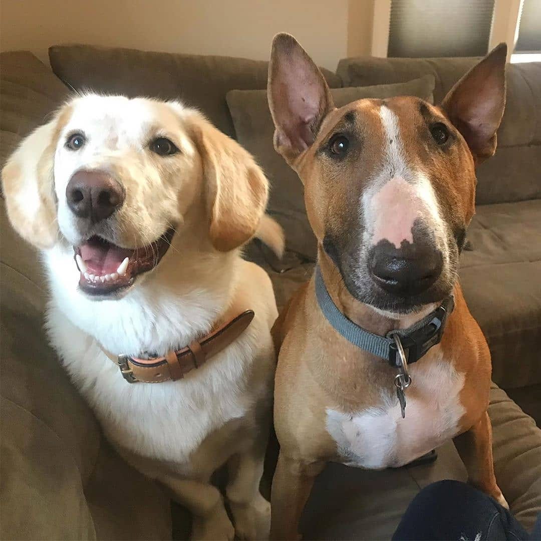 Post 8 by Bull Terrier Plus on Instagram (image)