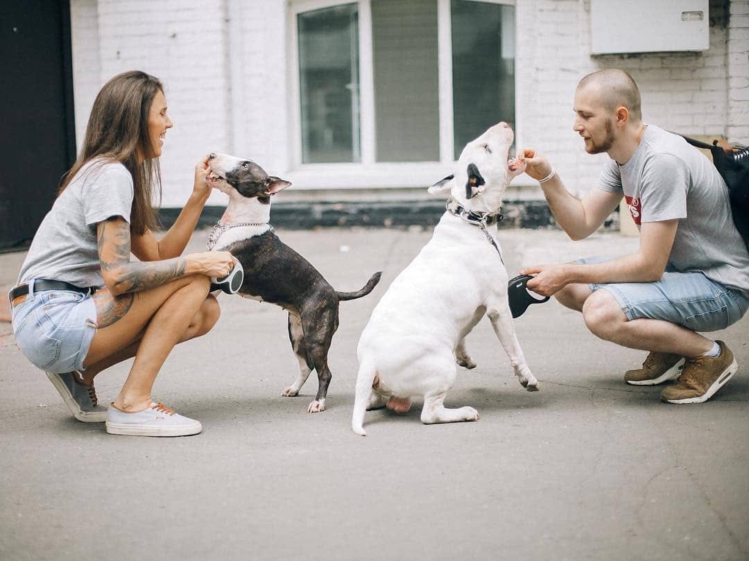 Post 9 by Bull Terrier Plus on Instagram (image)
