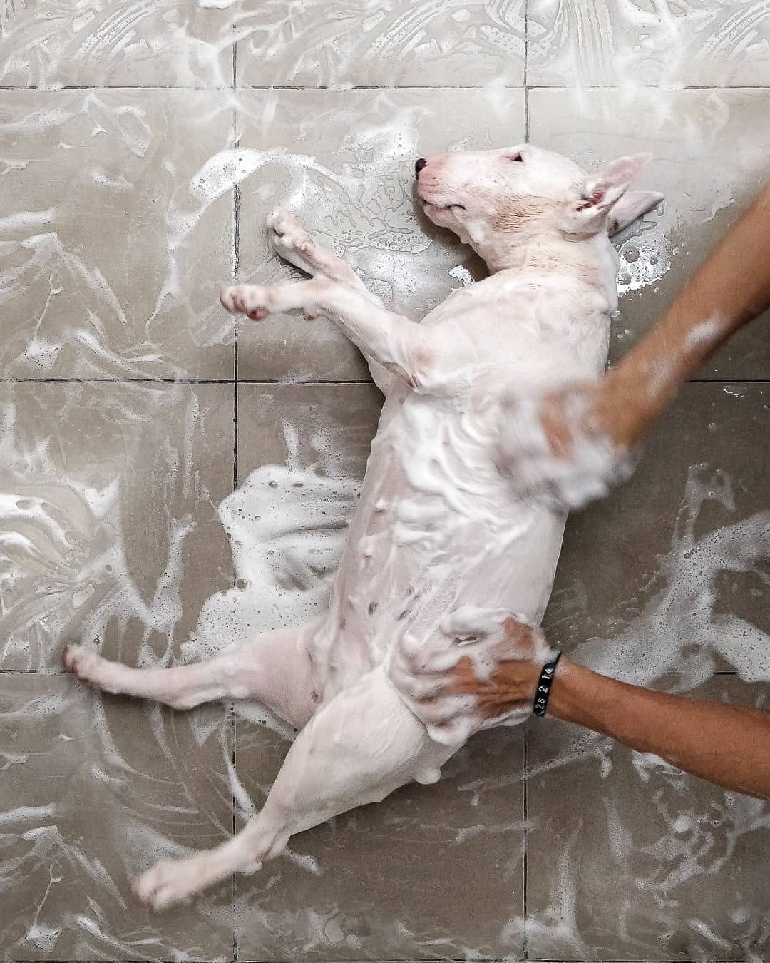 Post 10 by Bull Terrier Plus on Instagram (image)
