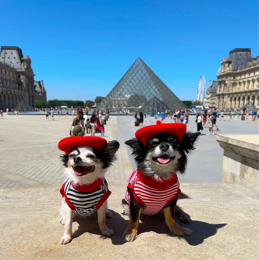 Post 4 by Anna🐾🧳Plans with pets🗺️Travel dogs🐕cat🐈‍⬛ on Instagram (image)