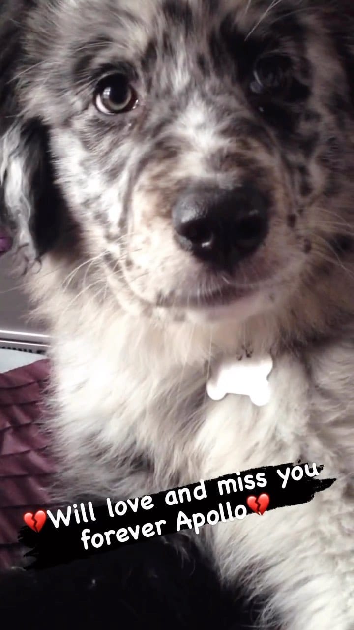 Post 4 by DJALBIEANIMAL on Instagram (video)