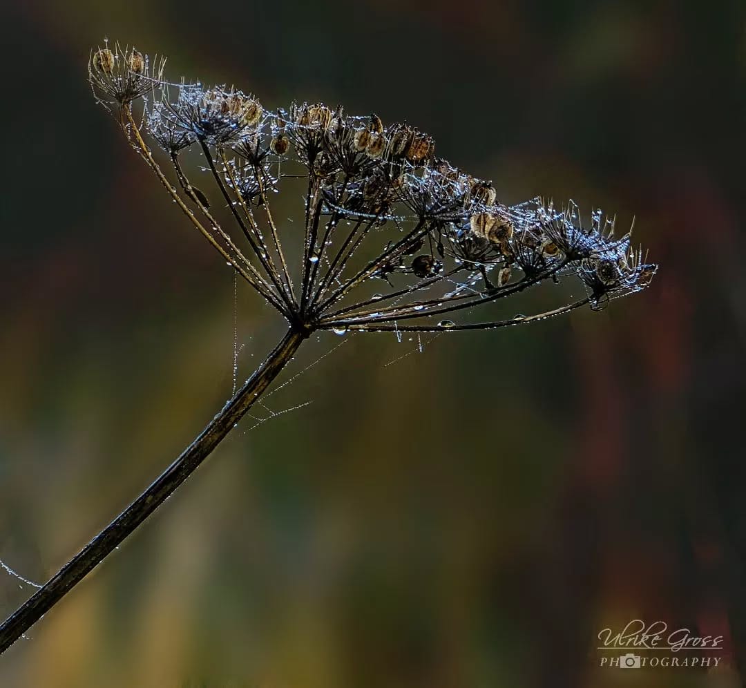 Post 9 by Ulrike Groß on Instagram (image)