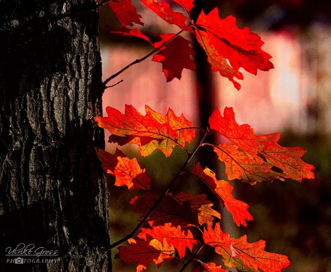 Post 10 by Ulrike Groß on Instagram (image)