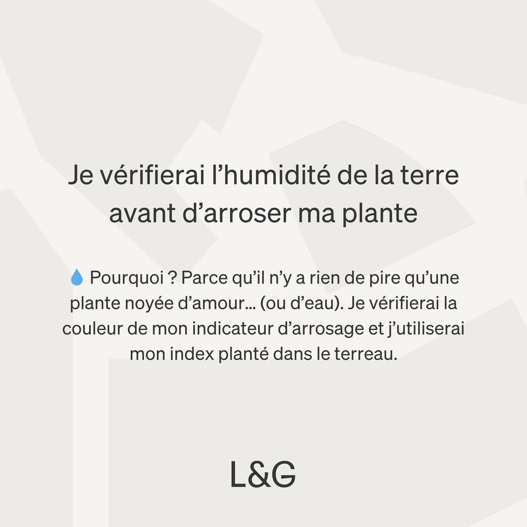 Post 10 by Léon & George 🪴Premium Potted Plants on Instagram (carousel)