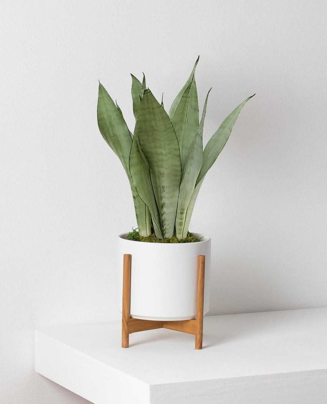 Post 8 by Léon & George 🪴Premium Potted Plants on Instagram (carousel)
