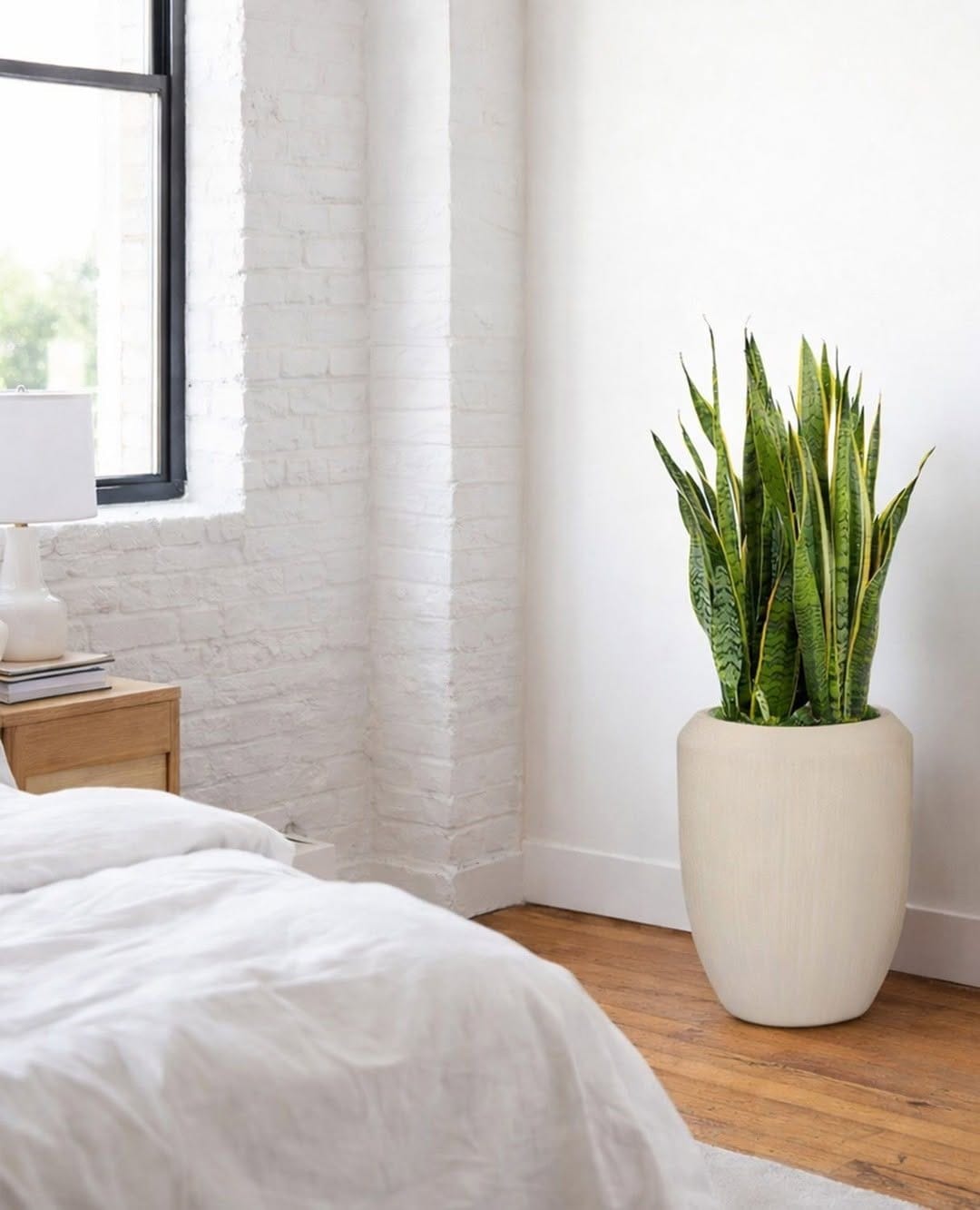 Post 3 by Léon & George 🪴Premium Potted Plants on Instagram (carousel)
