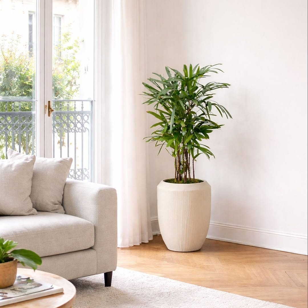 Post 4 by Léon & George 🪴Premium Potted Plants on Instagram (carousel)