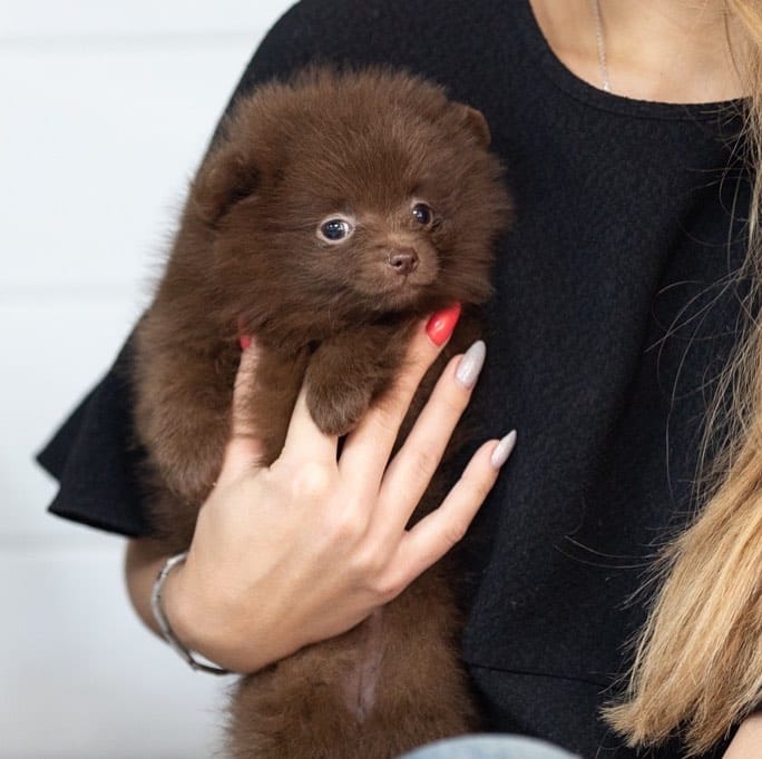 Post 1 by Pomeranians of rare colors on Instagram (image)