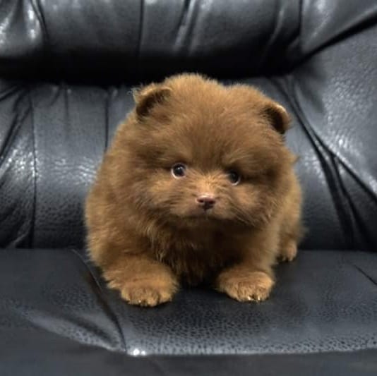 Post 3 by Pomeranians of rare colors on Instagram (image)