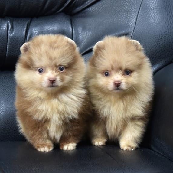 Post 4 by Pomeranians of rare colors on Instagram (image)