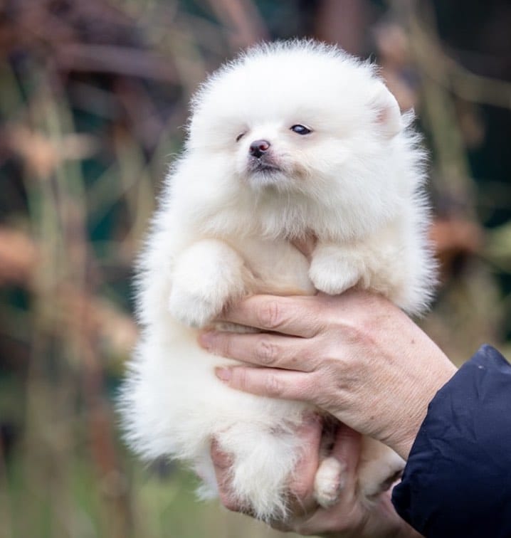 Post 7 by Pomeranians of rare colors on Instagram (image)