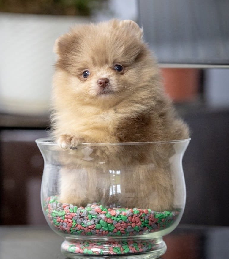 Post 2 by Pomeranians of rare colors on Instagram (image)