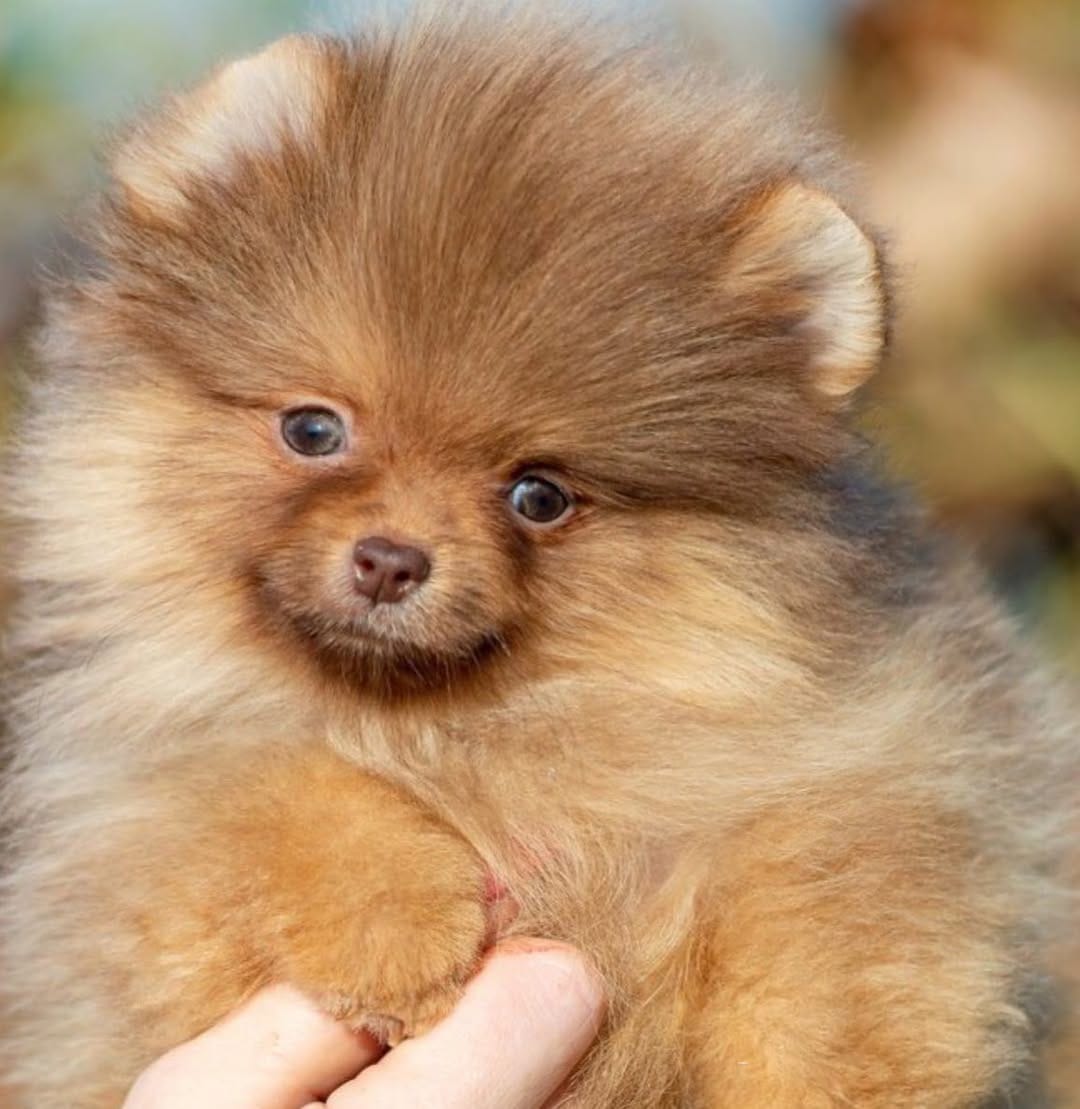 Post 6 by Pomeranians of rare colors on Instagram (image)