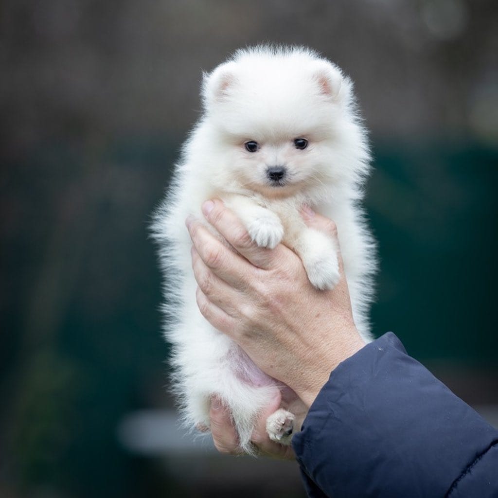 Post 10 by Pomeranians of rare colors on Instagram (carousel)