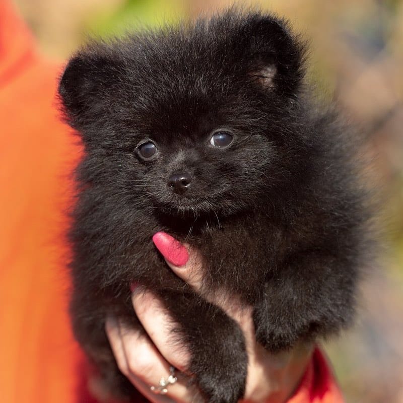 Post 5 by Pomeranians of rare colors on Instagram (image)