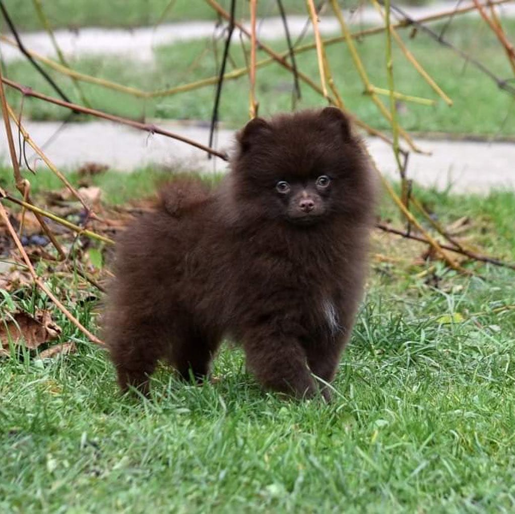Post 8 by Pomeranians of rare colors on Instagram (carousel)
