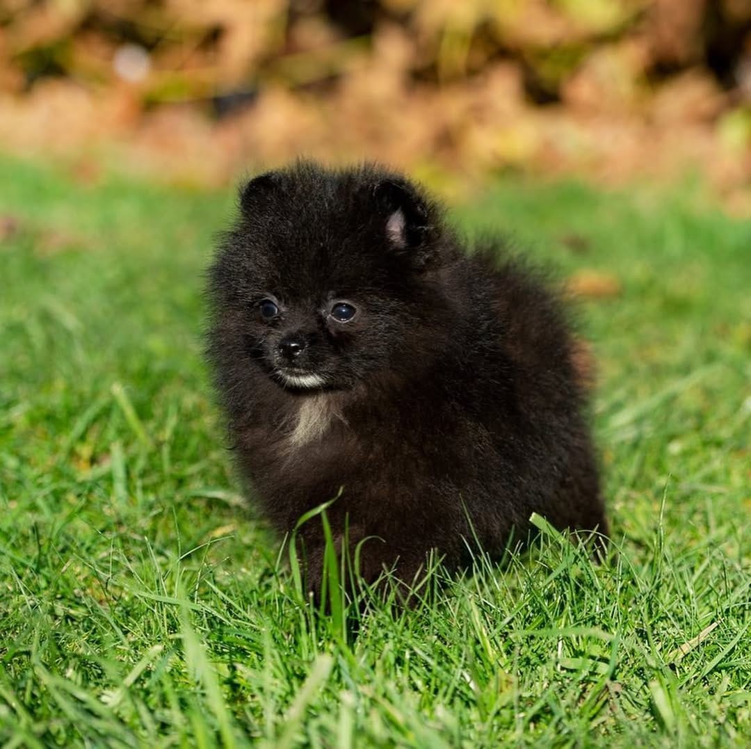 Post 9 by Pomeranians of rare colors on Instagram (carousel)