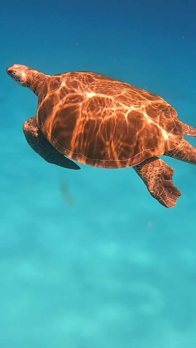 Post 3 by Isla Fun Tours - Tours Agency on Instagram (video)