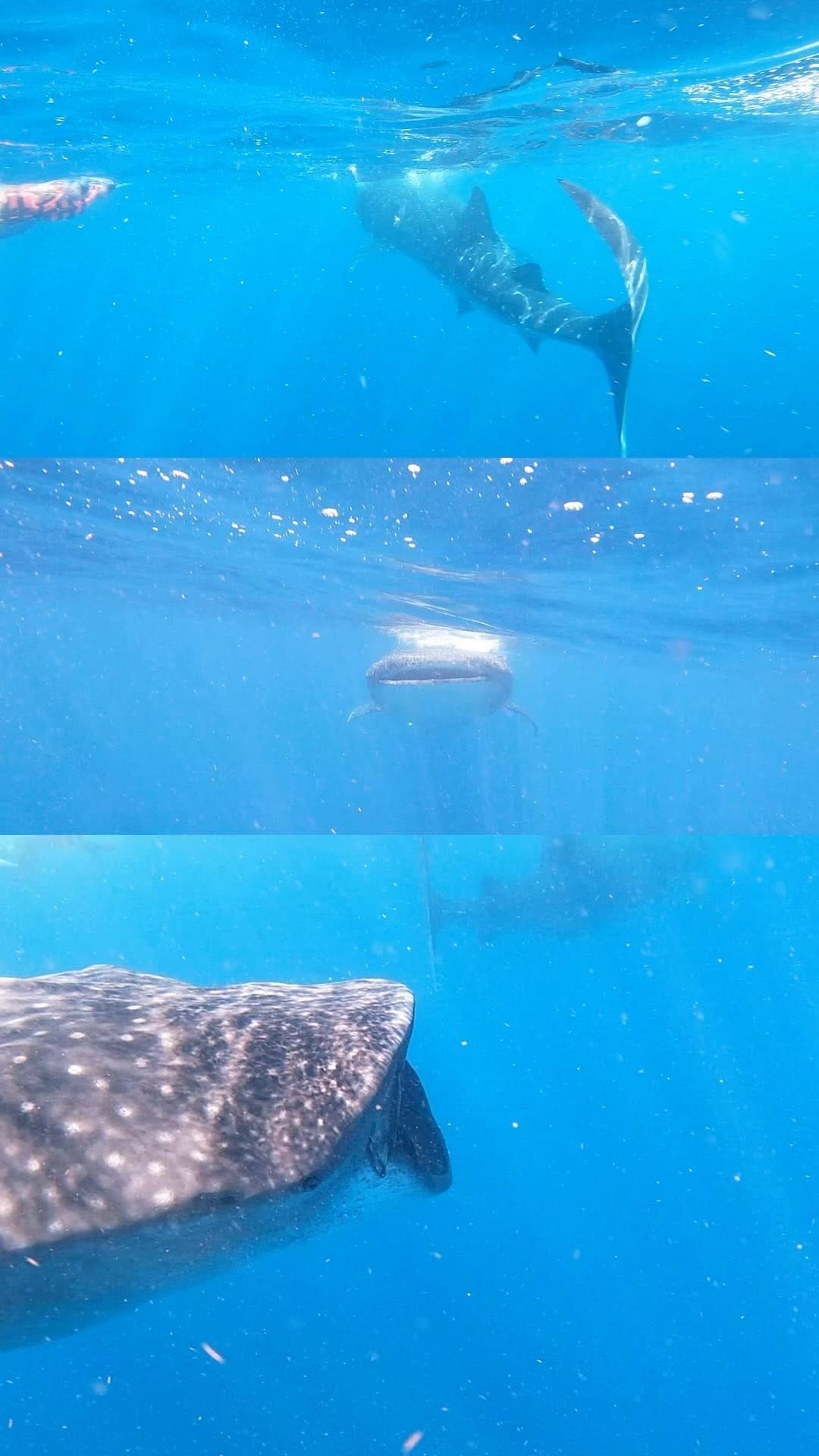 Post 9 by Isla Fun Tours - Tours Agency on Instagram (video)