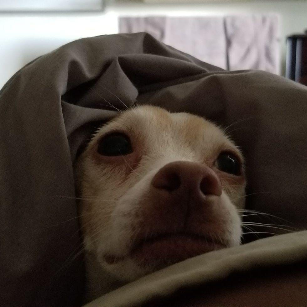 Post 3 by Desi, Butters & Friends on Instagram (image)