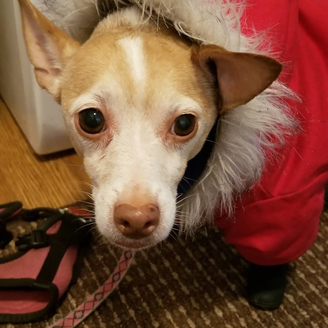 Post 6 by Desi, Butters & Friends on Instagram (carousel)