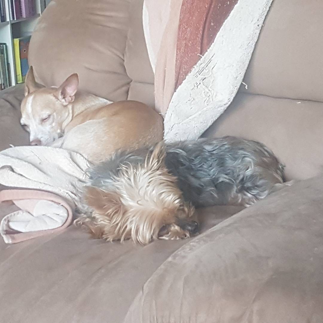 Post 9 by Desi, Butters & Friends on Instagram (image)