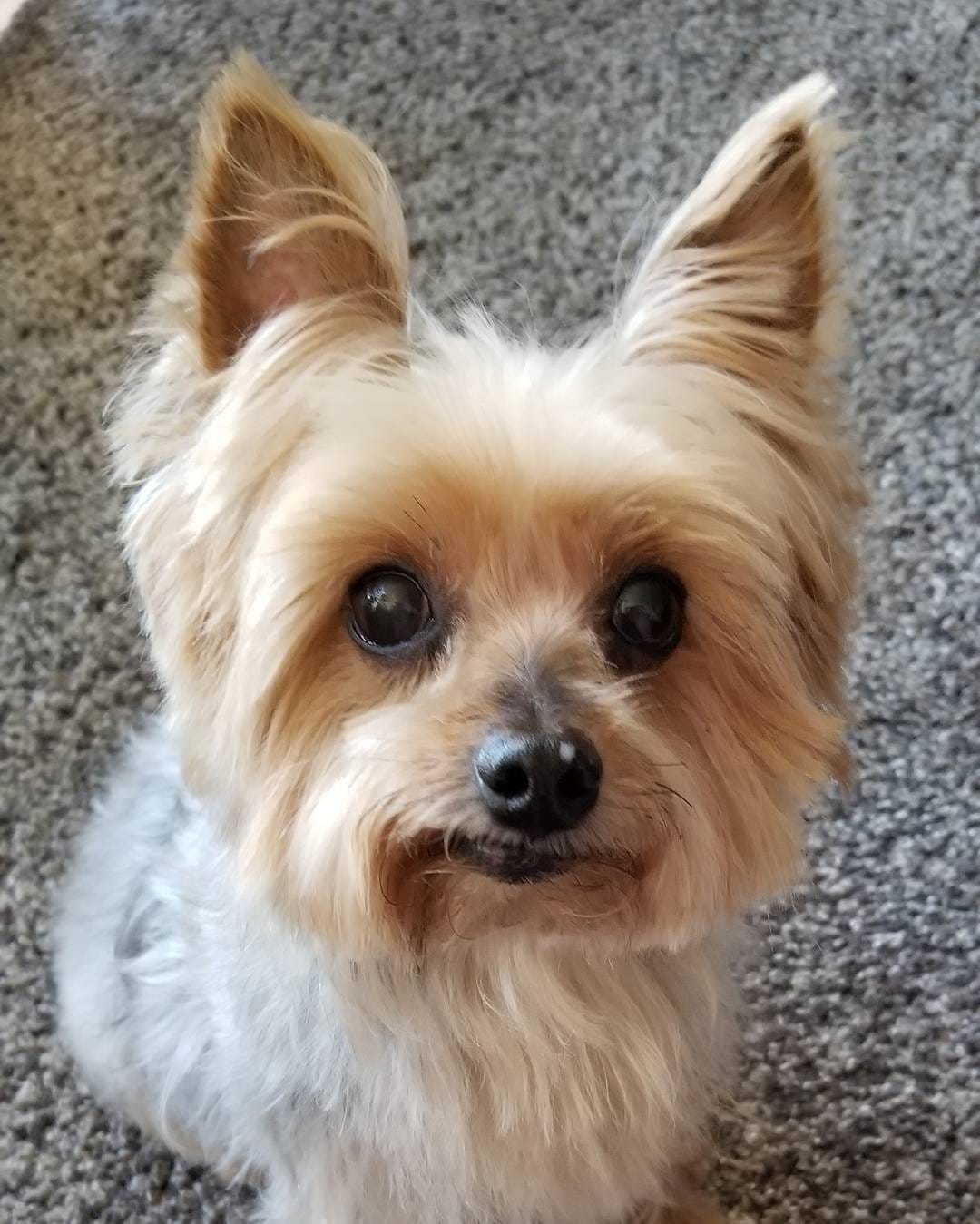 Post 2 by Desi, Butters & Friends on Instagram (image)
