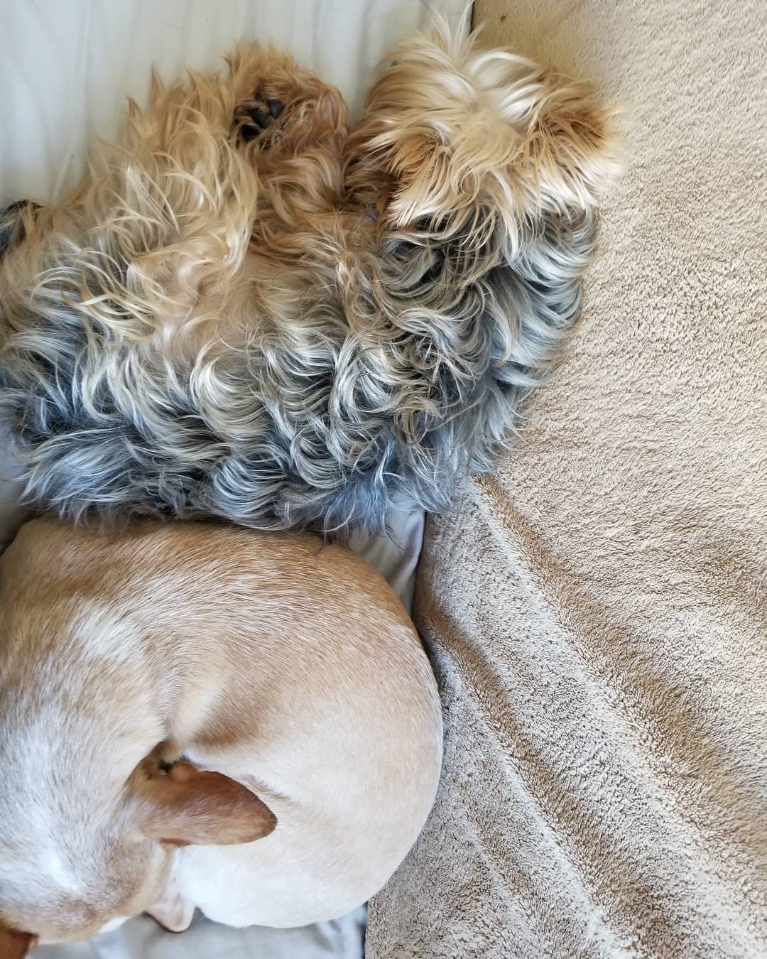 Post 7 by Desi, Butters & Friends on Instagram (image)
