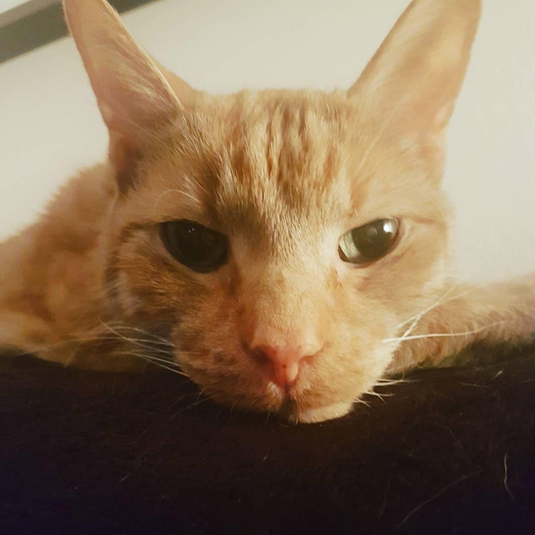 Post 10 by Desi, Butters & Friends on Instagram (image)