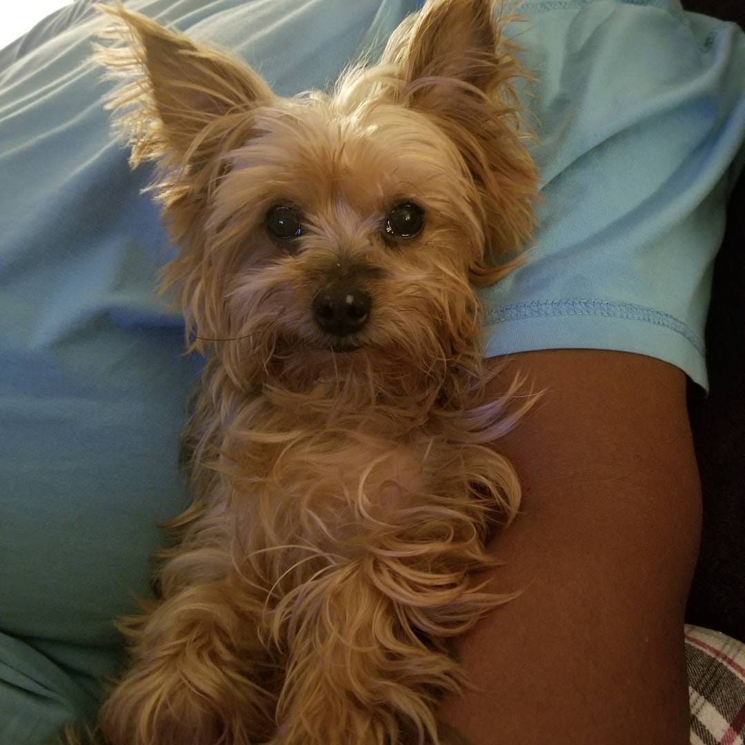 Post 5 by Desi, Butters & Friends on Instagram (image)
