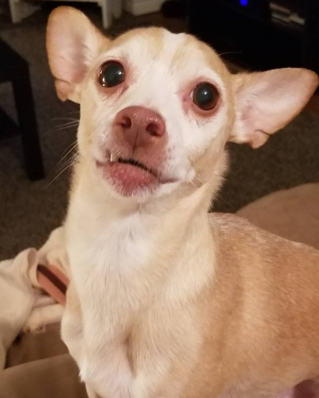 Post 4 by Desi, Butters & Friends on Instagram (image)