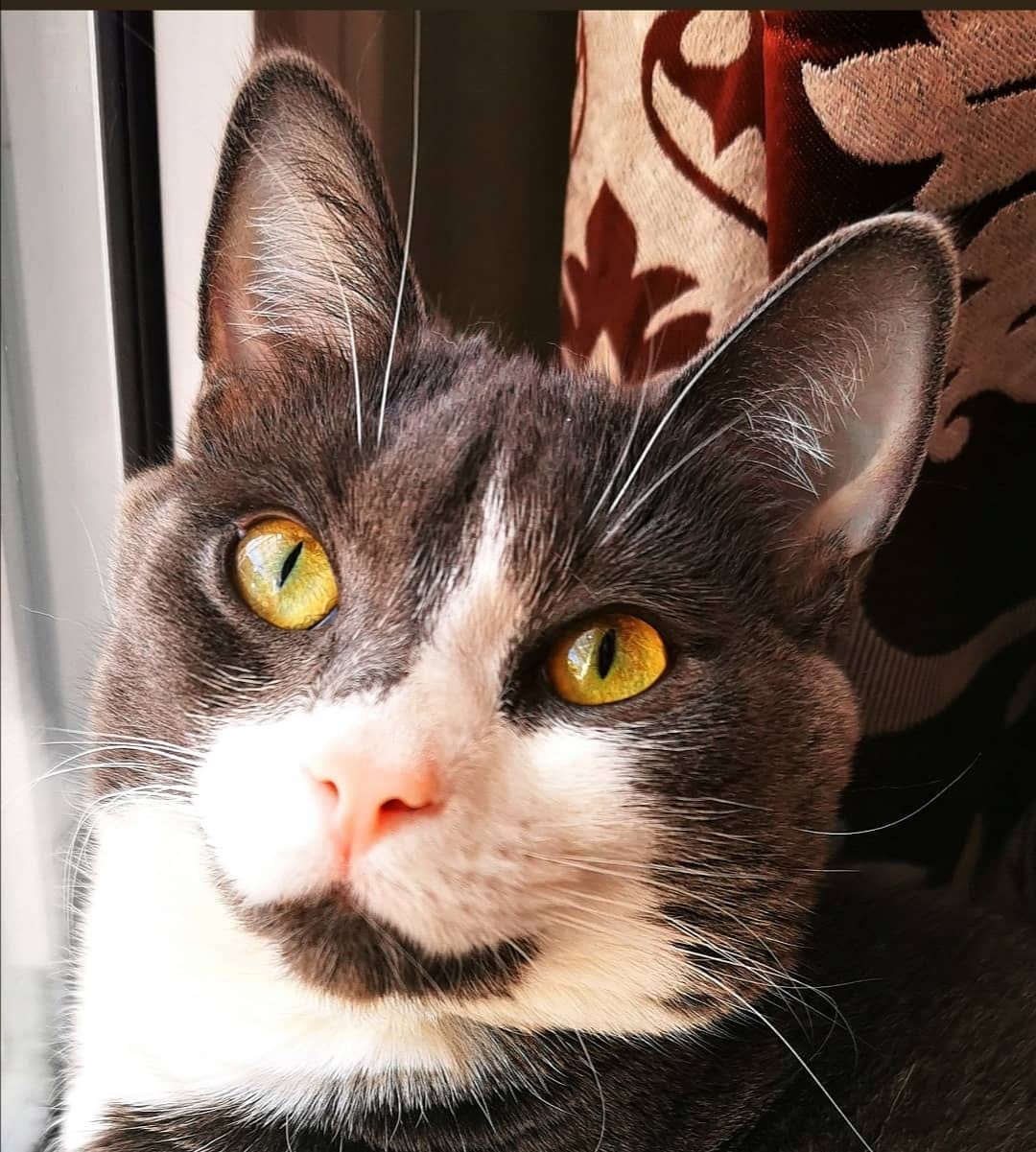 Post 1 by Cute Animals on Instagram (image)