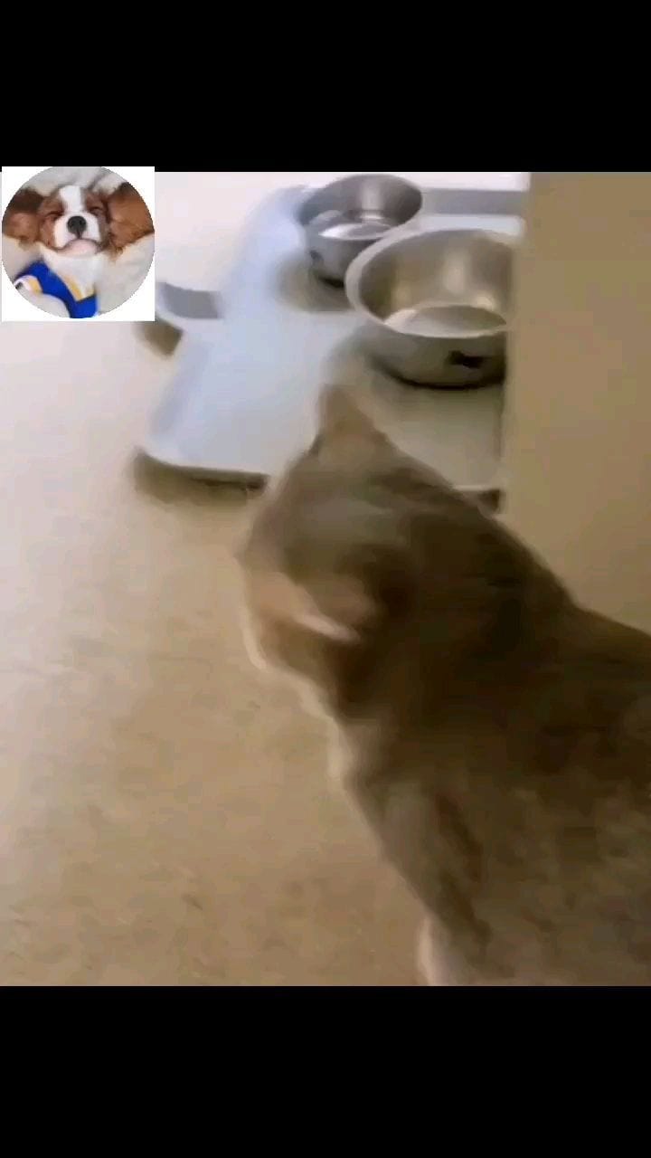 Post 3 by Cute Animals on Instagram (video)