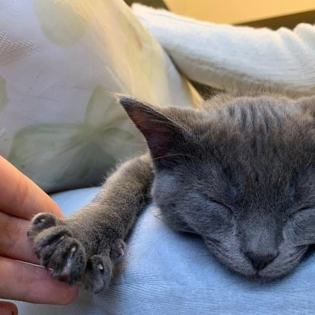 Post 4 by Cute Animals on Instagram (carousel)
