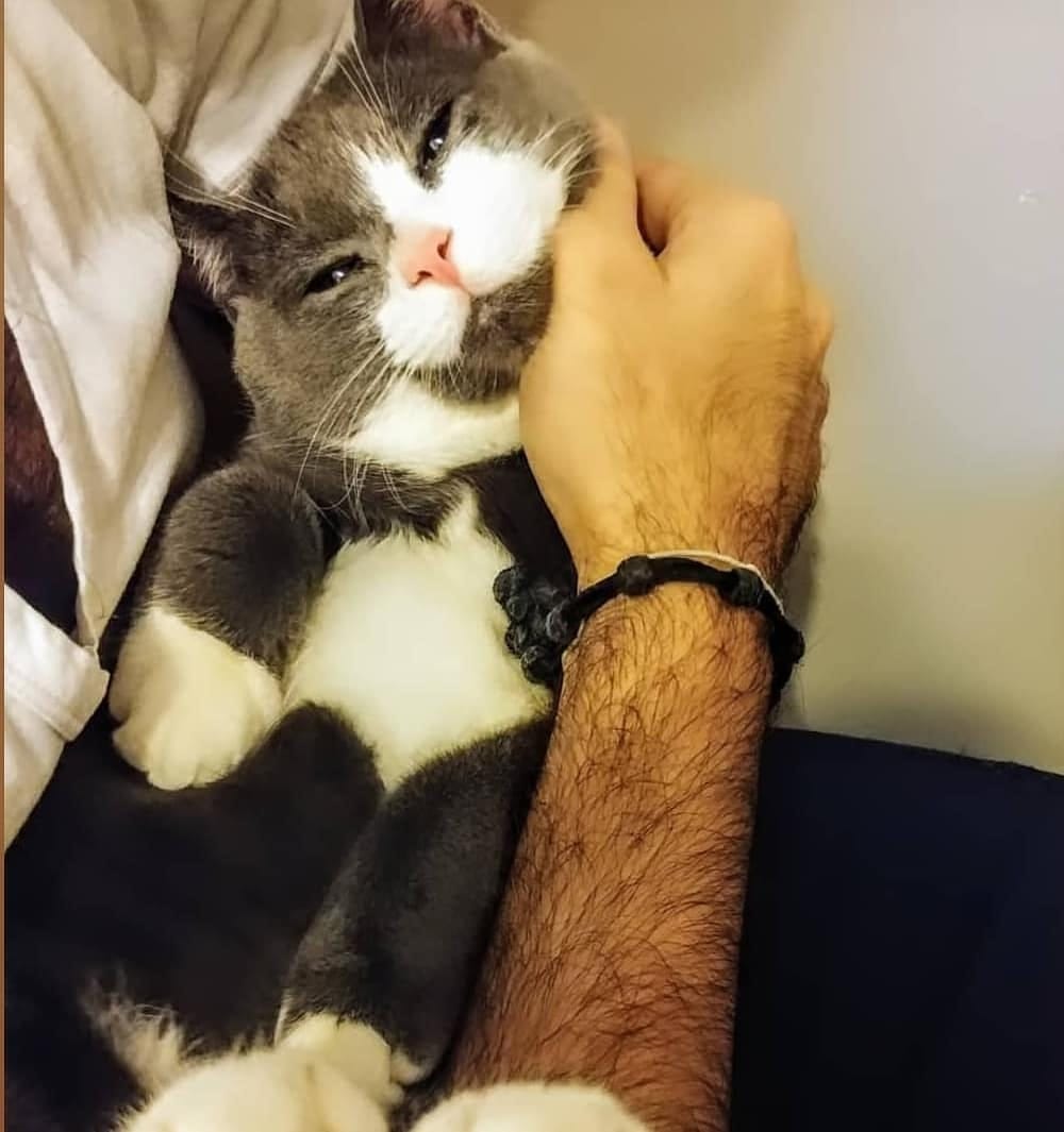 Post 5 by Cute Animals on Instagram (image)