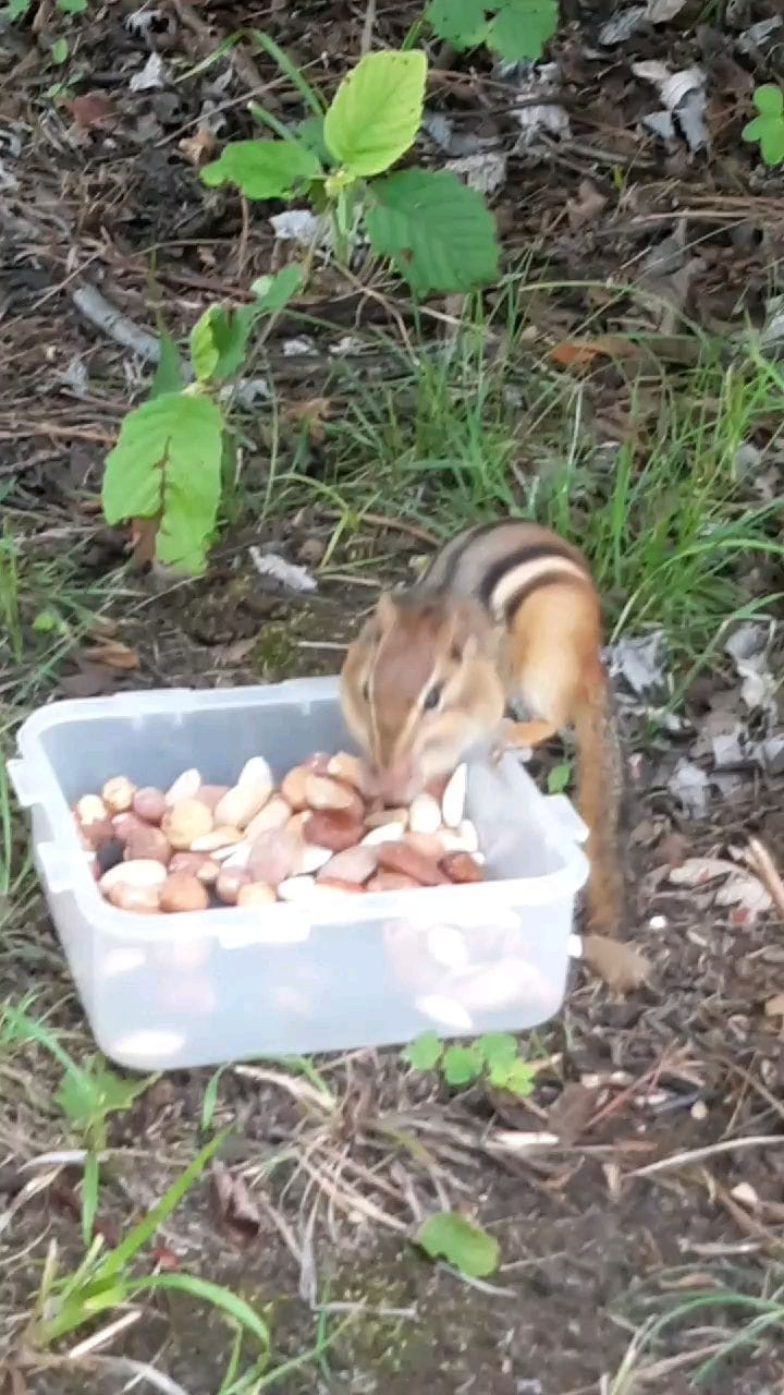 Post 9 by Cute Animals on Instagram (video)