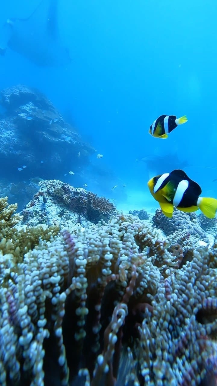 Post 4 by VELIVE TRAVEL on Instagram (video)
