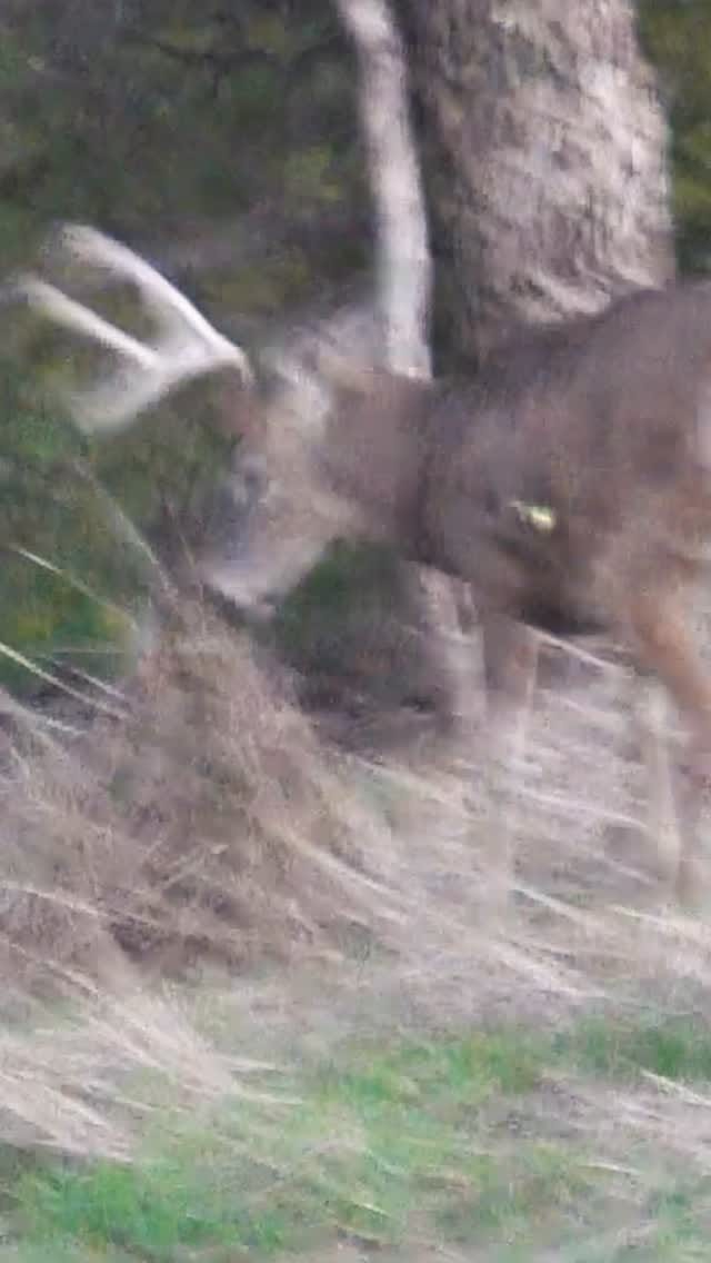Post 6 by Phire Creek Outdoors LLC on Instagram (video)