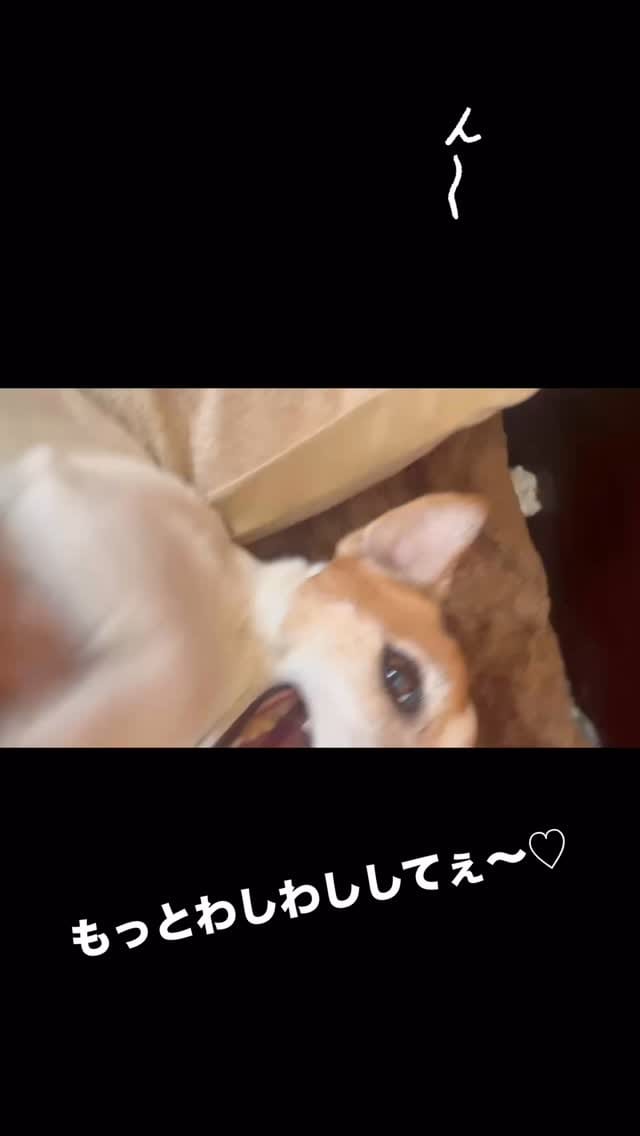 Post 8 by うめ🐾UME🐶梅 on Instagram (video)