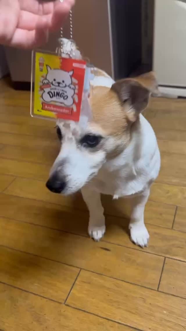 Post 4 by うめ🐾UME🐶梅 on Instagram (video)