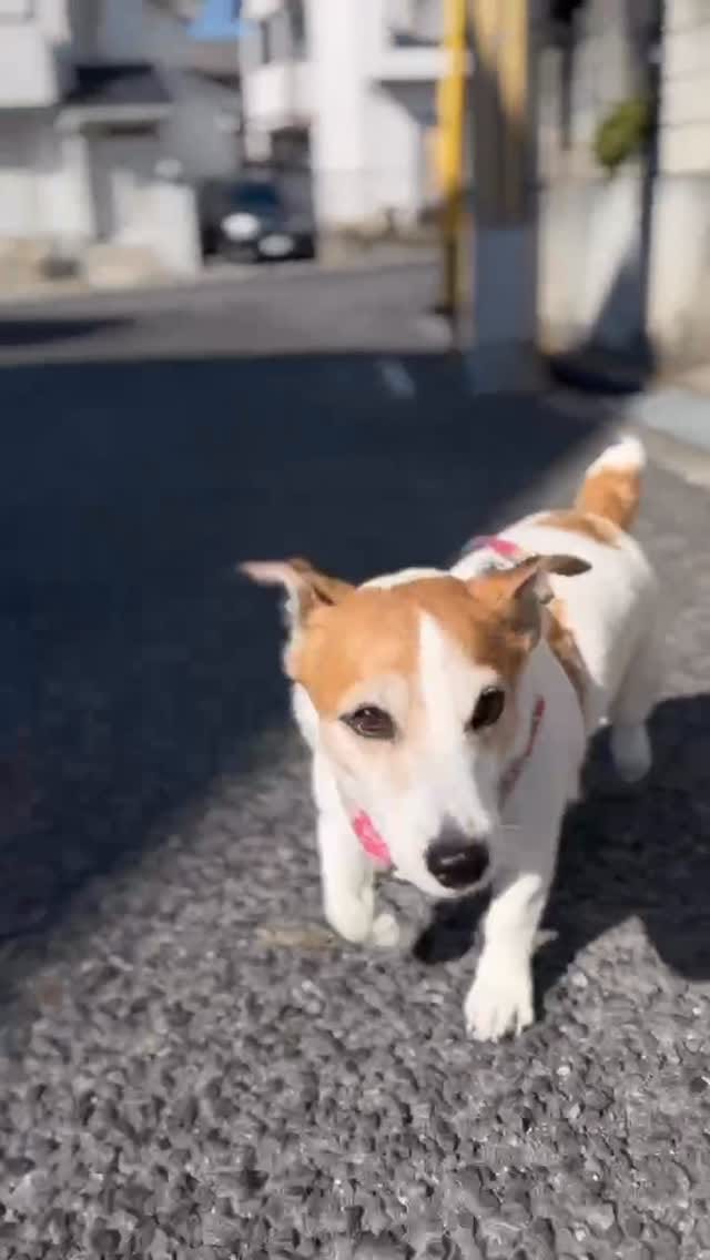 Post 6 by うめ🐾UME🐶梅 on Instagram (video)