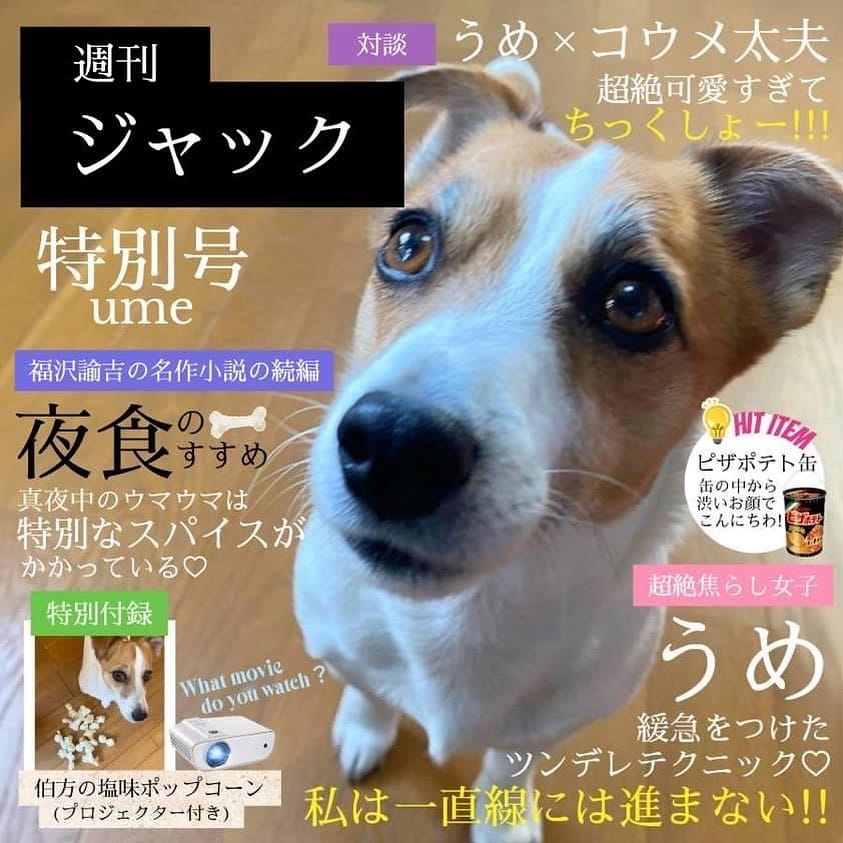 Post 10 by うめ🐾UME🐶梅 on Instagram (image)