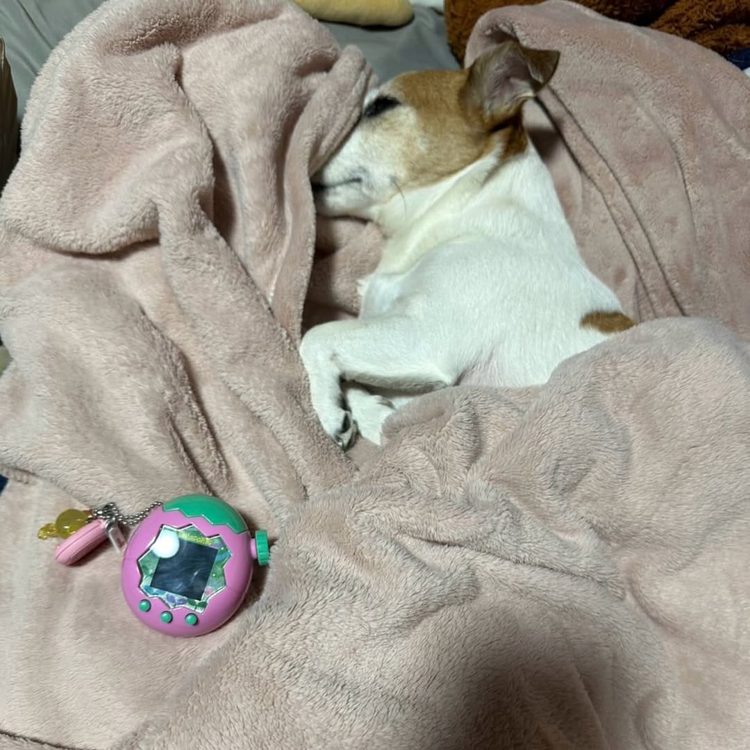 Post 2 by うめ🐾UME🐶梅 on Instagram (image)