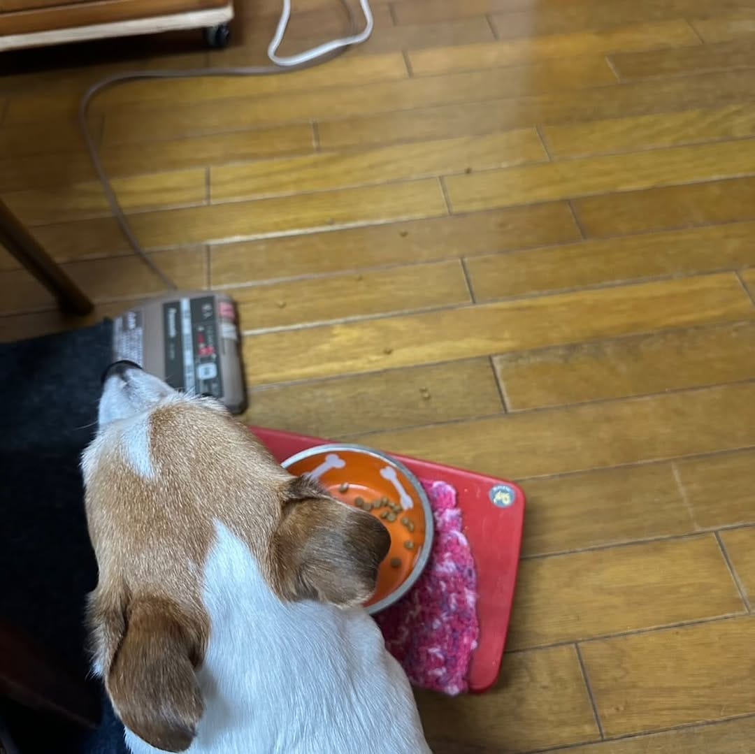 Post 5 by うめ🐾UME🐶梅 on Instagram (carousel)