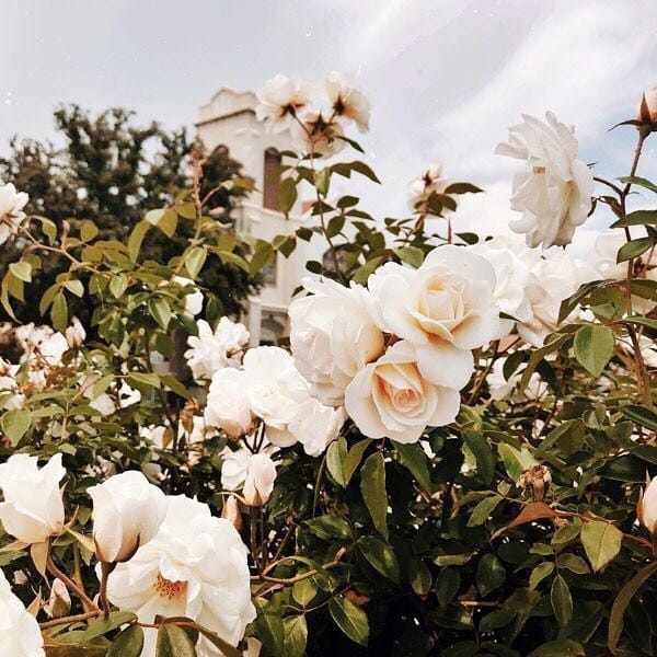 Post 10 by Rose Bears Factory on Instagram (image)