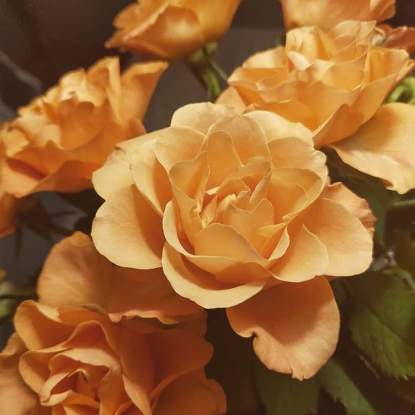 Post 8 by Rose Bears Factory on Instagram (image)